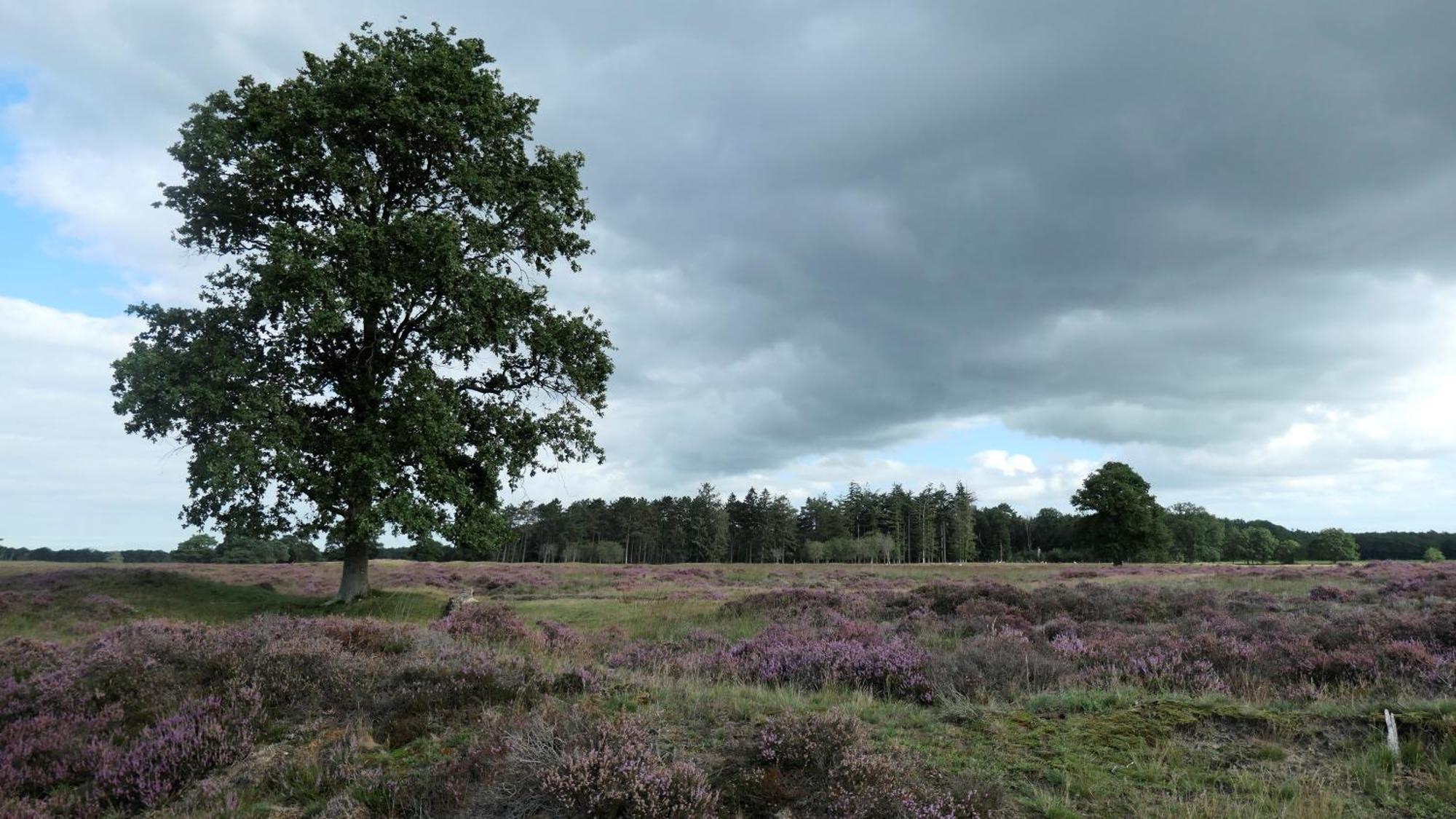 Huisje De Geluksvogel Zorgvlied Exterior foto